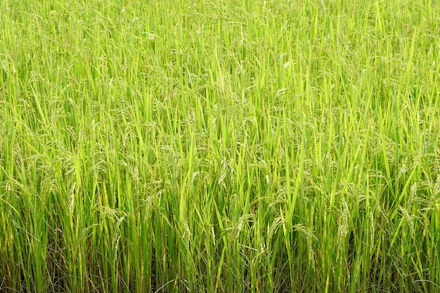 fondo de campos de arroz en el campo