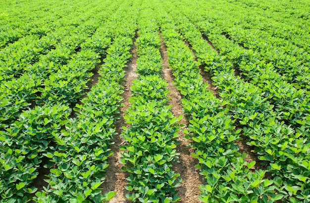 Fondo de campos de maní verde