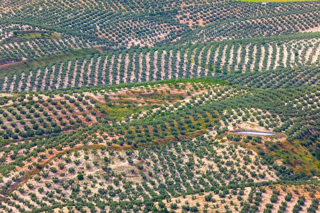 Foto fondo de campos de plantación de olivos vista aérea