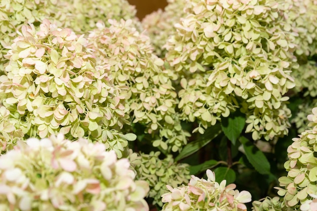 Fondo de capullos de hortensias verdes