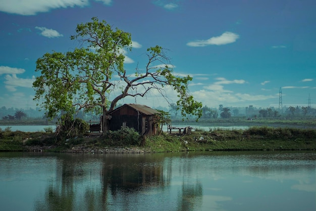 El fondo de una casa en el árbol