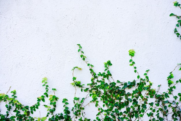 Fondo de cemento blanco con planta.