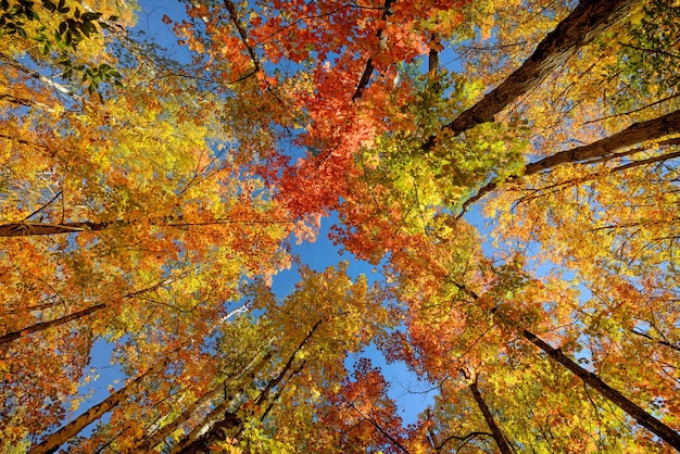 Foto el fondo del cenit del denso bosque