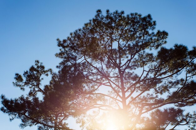 Fondo de cielo al atardecer de silueta de árbol grande