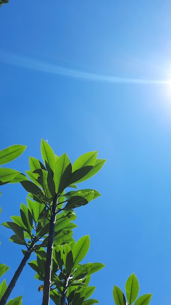 Fondo de cielo azul con adorno de árbol frangipani con posición vertical