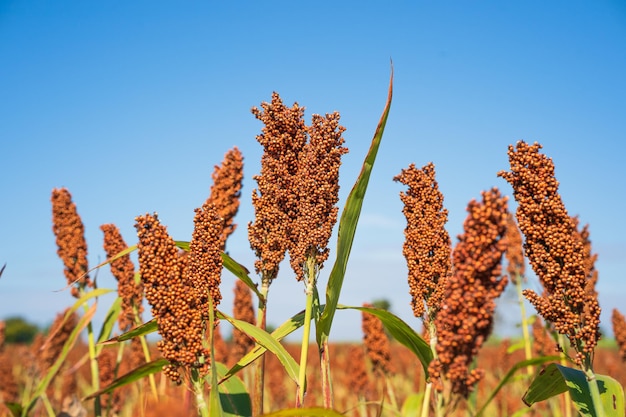 Foto fondo de cielo azul de agente de campo de sorgo o mijo