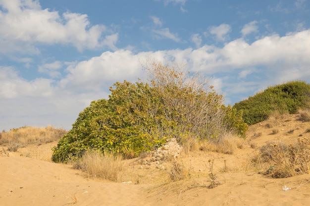 Foto fondo de cielo azul de dunas de arena