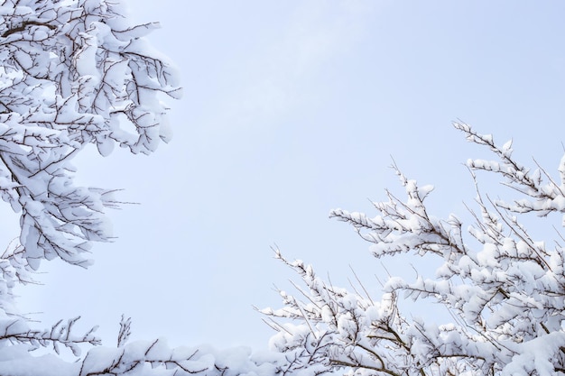 Fondo de cielo azul de invierno con ramas de árboles en la nieve Lugar para el texto