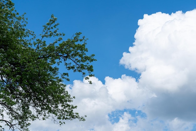 Fondo de cielo azul con nubes y árboles