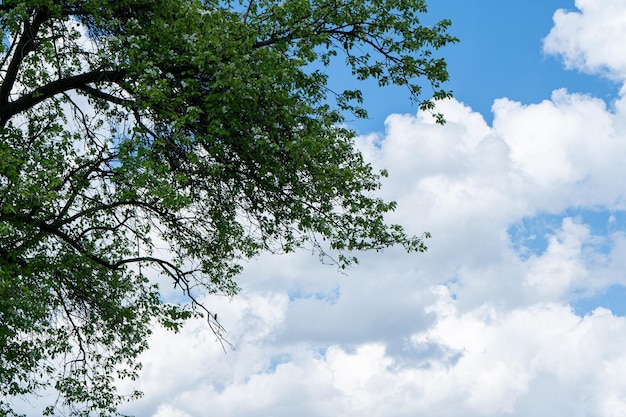 Fondo de cielo azul con nubes y árboles