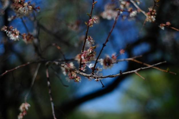 Fondo de cielo de cerezo silvestre de fotografía macro de árbol floreciente