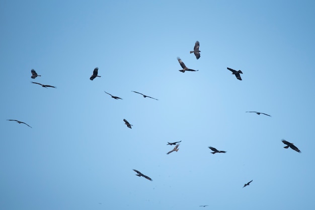 Foto fondo de cielo y halcón.