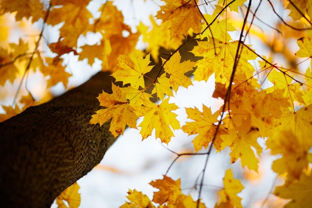 Fondo de cielo de hojas de árbol de otoño paisaje