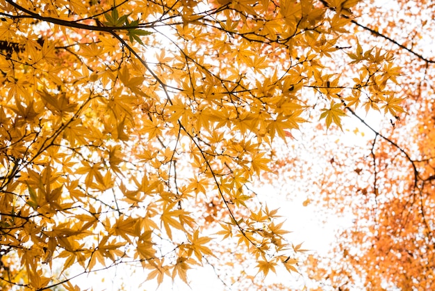 Fondo de cielo de hojas de árbol de otoño