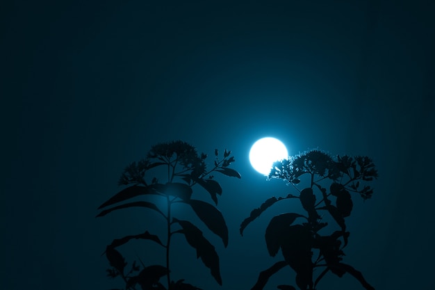 Foto fondo de cielo nocturno mística con luna llena, nubes y estrellas.