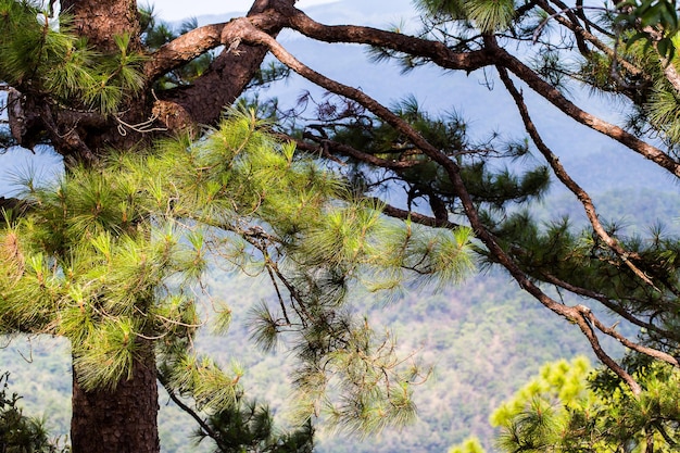 Fondo de cielo de puesta de sol de silueta de árbol grande