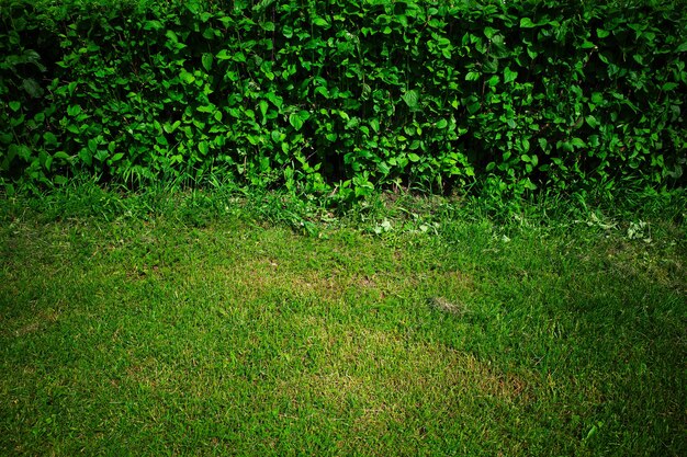 Fondo de ciudad de arbustos de parque recortado