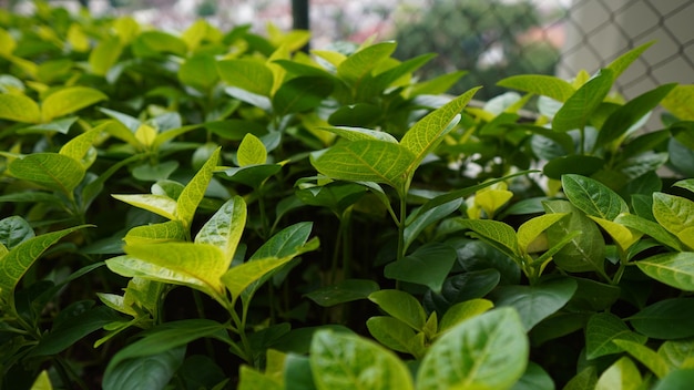 Fondo de la ciudad con hojas verdes