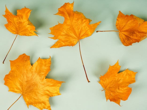 Fondo de color dorado deja concepto de otoño