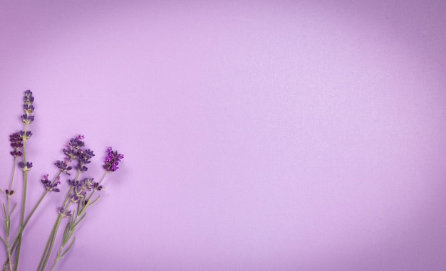 Fondo de color lavanda brillante de textura fina con tallos de lavanda con viñeta