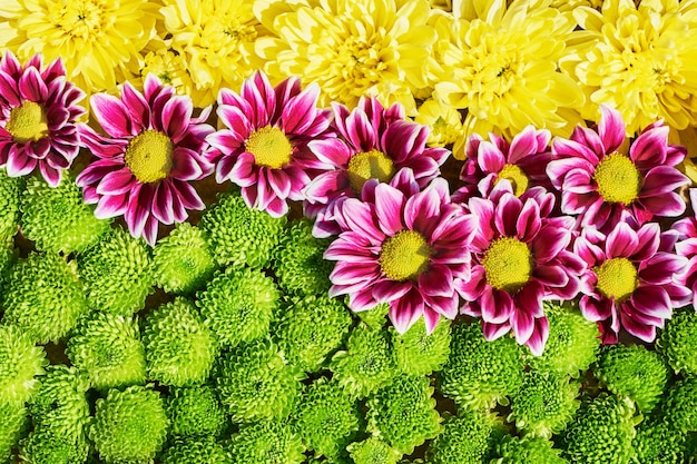 Fondo de coloridas flores otoñales. Una alfombra de flores de colores. Vista superior.