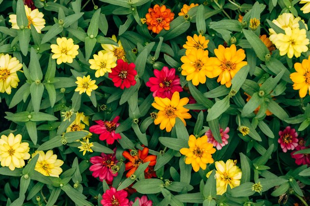 El fondo de las coloridas flores de Zinnia