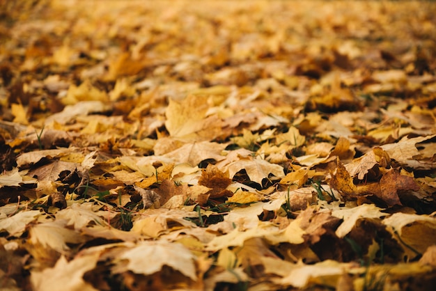 Fondo colorido y brillante hecho de hojas de otoño caidas