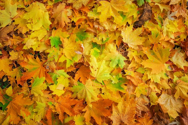 Fondo colorido y brillante hecho de hojas de otoño caidas.