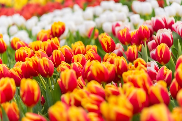 Fondo colorido de la flor del tulipán en el garden.tulips en el parque