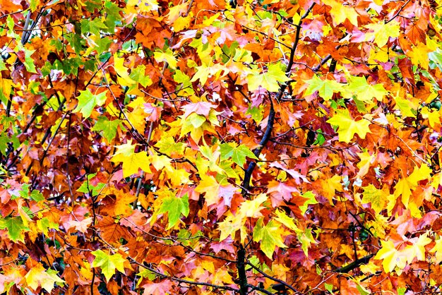 Fondo colorido de hojas en las ramas del árbol en otoño