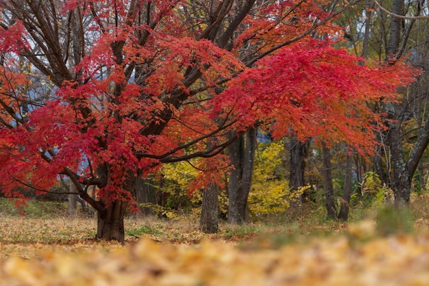 Fondo colorido de la naturaleza de las hojas de otoño