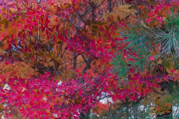 Fondo colorido de la naturaleza de las hojas de otoño