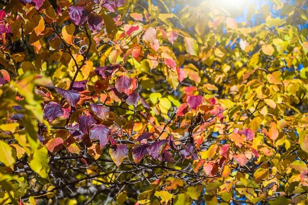 Fondo colorido paisaje otoñal con hojas naranjas y amarillas contra el cielo azul