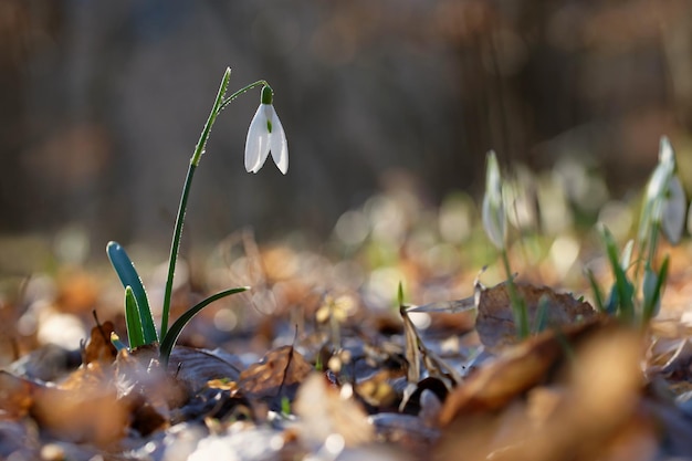 Fondo colorido de primavera con planta de flores Hermosa naturaleza en primavera Snowdrop Galanthus nivalis