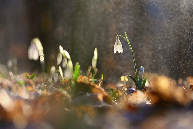 Fondo colorido de primavera con planta de flores Hermosa naturaleza en primavera Snowdrop Galanthus nivalis