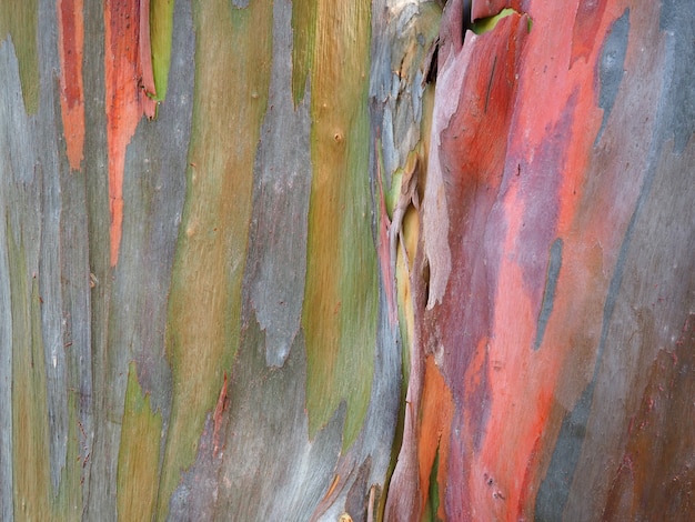 Foto fondo colorido del tronco de eucalipto