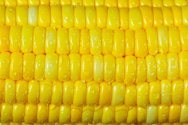 Fondo de comida de espiga de maíz