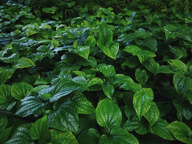 Fondo completo del marco de las plantas herbarias verdes frescas