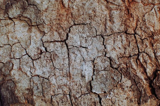 Foto fondo completo de suelo seco texturizado con grietas en el terreno árido sin vida foto