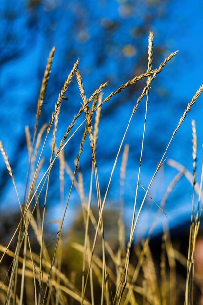 Foto fondo de composición vertical de centeno noruego vivo bokeh