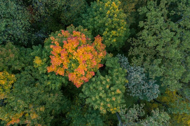 Fondo del concepto de otoño desde arriba