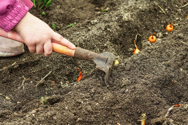 Fondo conceptual de jardinería Manos de niños plantando cebollas pequeñas en el suelo Temporada de primavera