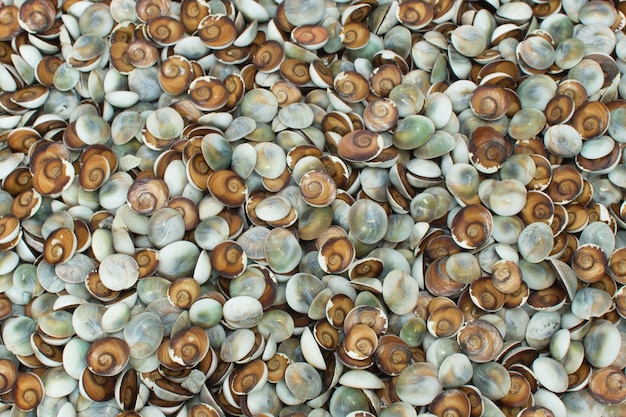 Fondo de concha de caracol pequeño colorido