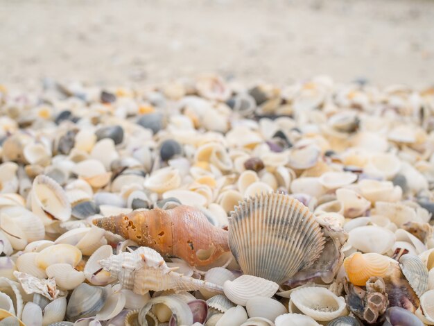 Fondo de concha de mar en la playa.