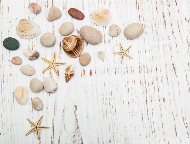 Fondo con conchas y estrellas de mar.