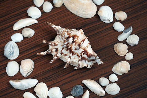 Fondo de conchas de mar en la superficie de madera.