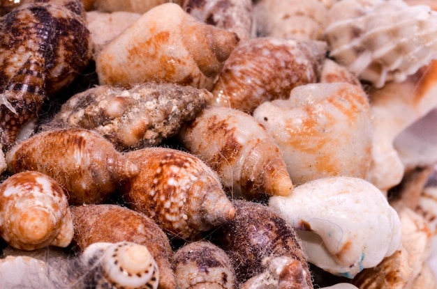 Fondo de conchas de mar