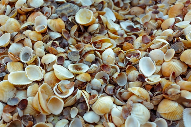 fondo de conchas de mar