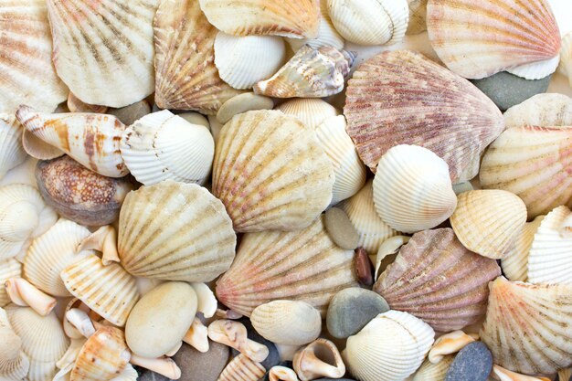 Foto fondo de conchas de mar