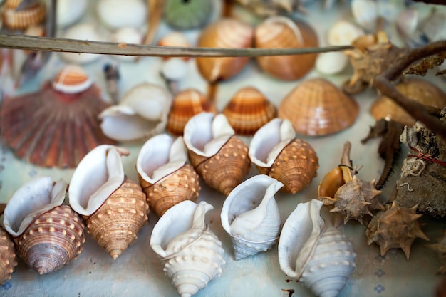 Fondo de conchas y peces muertos secos de animales marinos